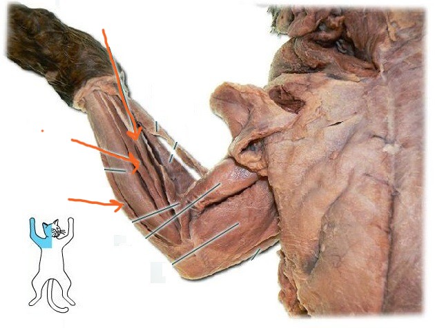 <p>What is the muscle indicated by the arrows? What is an attachment point and function?</p>