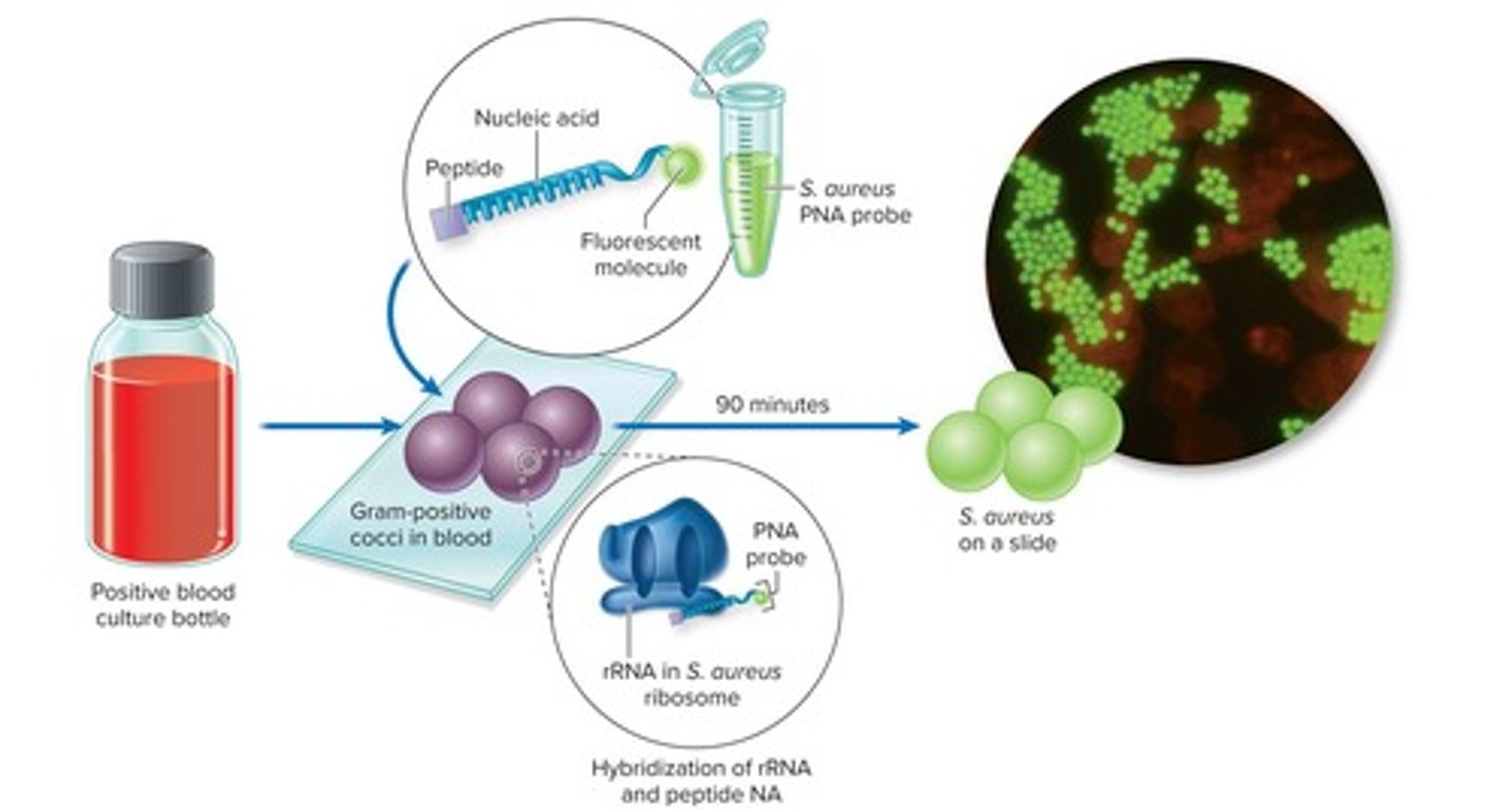 <p>Monoclonal antibodies labeled by a fluorescent dye.</p>