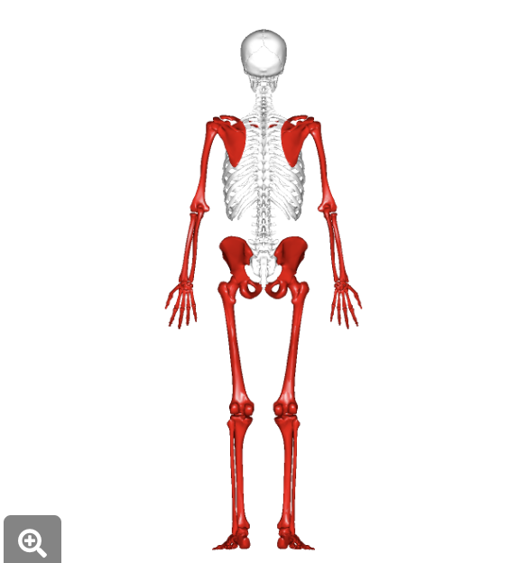 <p><strong>What is the name for the outer part of the skeleton? (Highlighted in red on the picture)</strong></p>