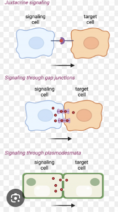 <p>Communication between cells facilitated by direct contact between them. In this type of signaling the ligands only travel from the environment of the first cell to the other.</p><p>A type of signaling used by multicellular organisms.</p>