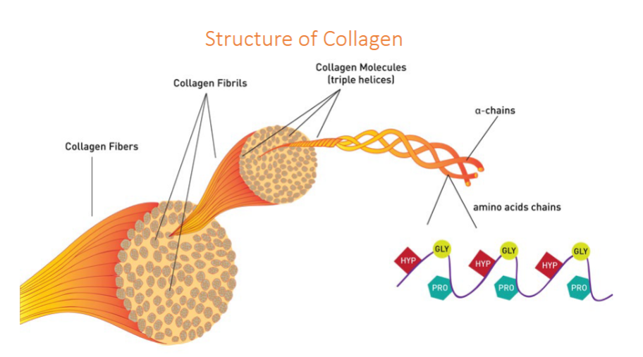 <p>Distribution in Human Body</p><ul><li><p>85% tendons</p></li><li><p>75% skin</p></li><li><p>90% bones</p></li><li><p>70% joint cartilage</p></li><li><p>70% ligaments</p></li><li><p>6% tendinous muscles</p></li></ul><p>Function: enables flexible deformation while providing high mechanical strength to collagenous tissues such as tendons</p><ul><li><p>Forms long, triple helical fibers, collagen fibers composed of collagen fibrils, collagen molecules are triple helices of a-chains with amino acids</p></li></ul><p>Pathological States:</p><ul><li><p>Osteogenesis Imperfecta: brittle bone disease</p></li></ul><p></p><p></p>