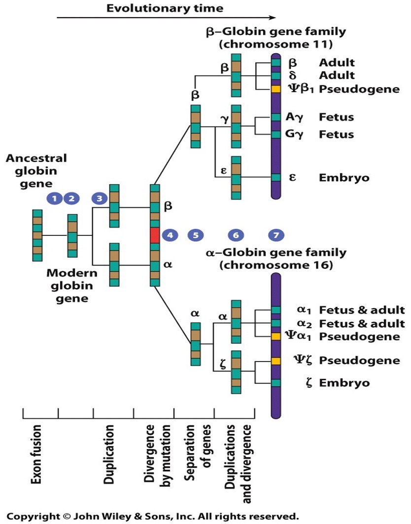 1. ancestral globin gene; 2. fusion of two exons (green) and deletion of an intron (brown); 3. gene duplication; 4. Mutations to generate two forms (alpha and beta); 5. separation of alpha and beta to different chromosomes; 6. Further duplication and divergence; 7. Modern arrangement of globin genes