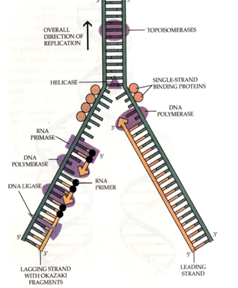 <ul><li><p><span><strong>DNA Polymerases&nbsp;</strong></span></p><ul><li><p><span>Enzymes function in DNA replication and repair&nbsp;</span></p></li></ul></li><li><p><span><strong>DNA Polymerase III</strong></span></p><ul><li><p><span>Enzyme builds the complementary strand using template strand as a guide&nbsp;</span></p></li><li><p><span>Adds complementary strand in 5’ to 3’ direction&nbsp;</span></p></li><li><p><span>Needs an RNA primer as a starting point&nbsp;</span></p></li></ul></li></ul><p></p>