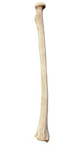 <p>thumb side of forear</p>