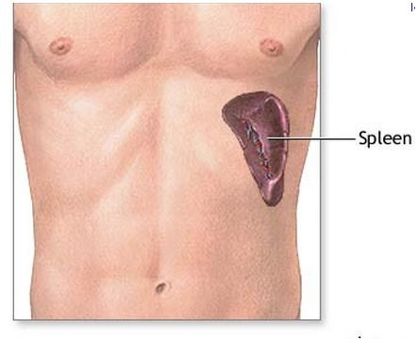 <p>spleen</p>