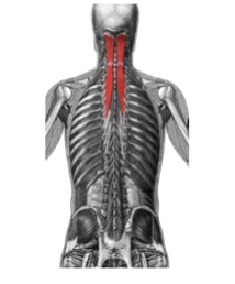 <p>Extends cervical and vertebral column and head.</p>