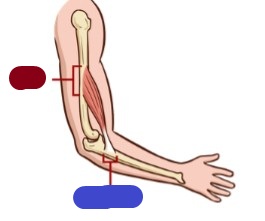 <p>(red), more proximal or central muscle attachment to bone</p>