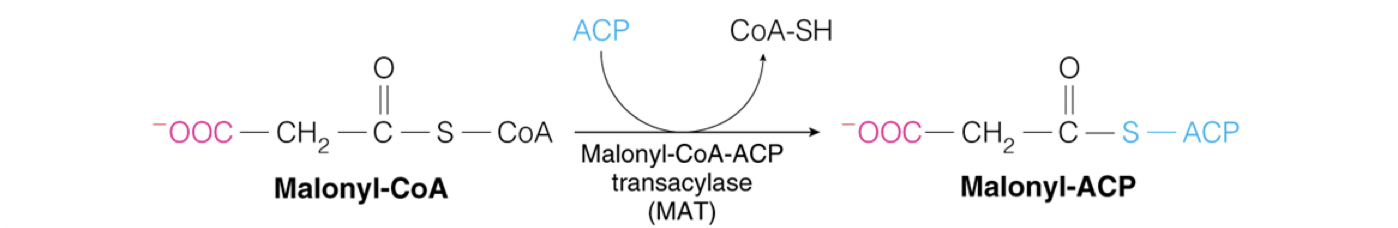 <p>The enzyme that catalyzes the <strong>transfer of the malonate group to Acyl Carrier Protein</strong> (ACP).</p><ul><li><p>generates malonyl ACP upon which the fatty acid is built</p></li></ul><p></p>