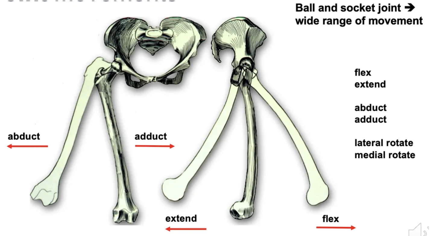 <p>A synovial ball-and-socket joint allowing flexion, extension, abduction, adduction, lateral rotation, and medial rotation.</p>