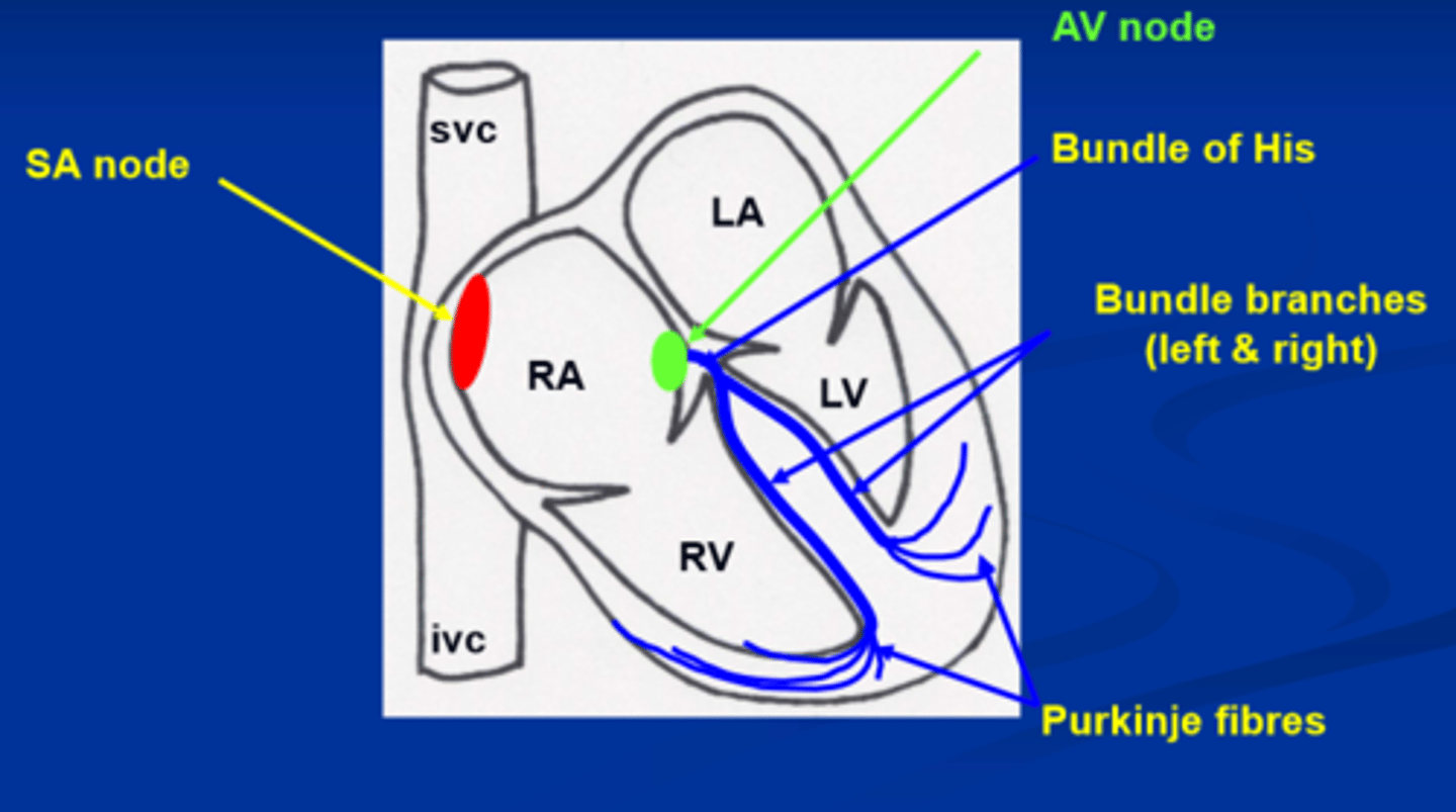 <p>sino-artial node</p><p>atro-ventricular node</p><p>bundle of HIs, bundle branched, purkinjie fibres.</p>