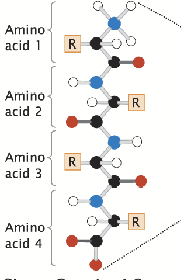 <p>The linear arrangement of amino acids; the sequence of amino acids in a protein.</p><p>The presence of the carboxyl (C terminus) and amino group (N terminus).</p>