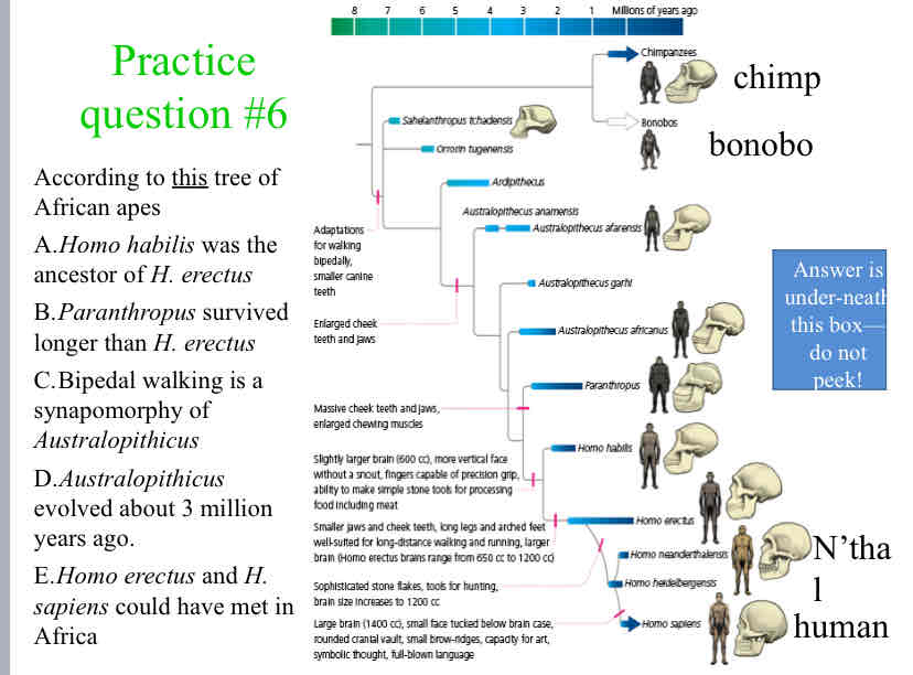 <p>According to <u>this</u> tree of African apes</p>