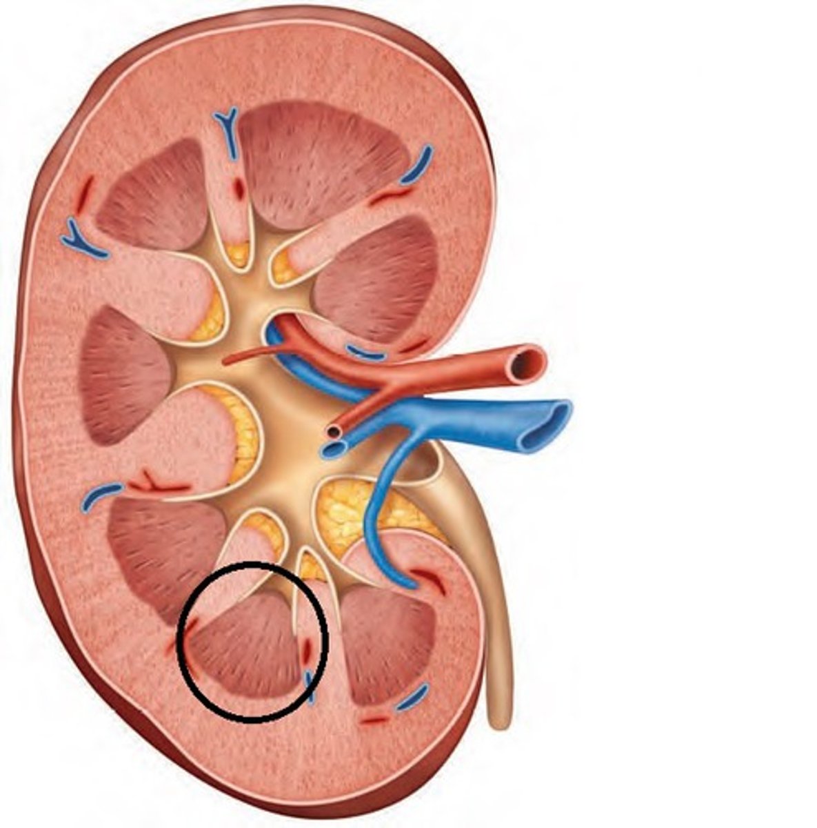<p>Cone-shaped structures containing tubules that make up the renal medulla</p>