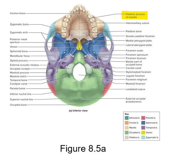 <p>Upper jaw and most of the hard palate. </p><p>The palatine process if a part of the maxillae</p>