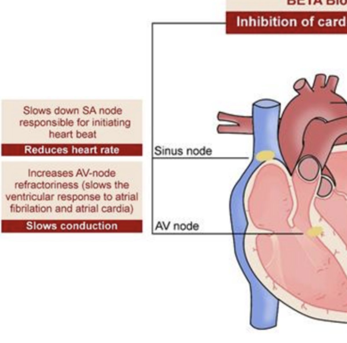 <p>slows down SA node responsible for initiating hear beat</p><p>- reduces heart rate</p>