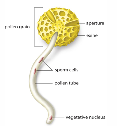 <p>Germinated pollen grain with its vegetative nucleus and two sperms within tube cell</p>