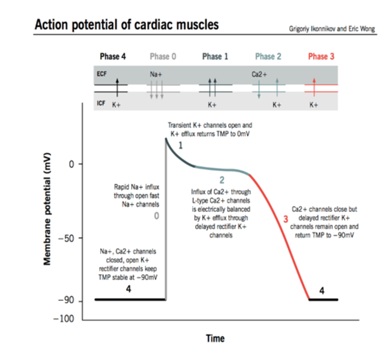 <p>The action potential in typical cardiomyocytes is composed of 5 phases (0-4), beginning and ending with phase 4. What are the 4 phases? </p><p>Phase 4: _____</p><p>Phase 0: _____</p><p>Phase 2: _____</p><p>Phase 3: _____</p>