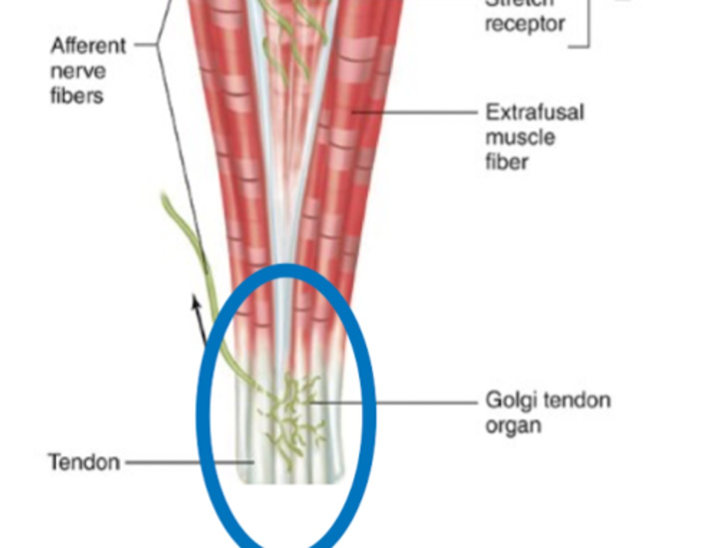 <p>Golgi tendon organ is a type of stretch receptor that is found where?</p>