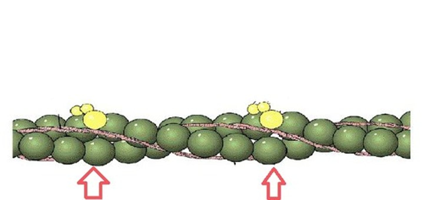 <p>DEFINITION</p><p>thin filament in a sarcomere involved in muscle contraction</p>
