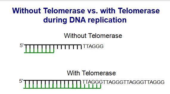 <ul><li><p>Telomerase elongates the 3′ end of the template for the<br>lagging strand (G-rich overhang).</p></li><li><p>Telomerase is a ribonucleoprotein (RNP) complex with<br>Telomerase reverse transcriptase (TERT) activity.</p></li><li><p>Contains an Telomerase RNA component (TERC) that<br>provides the template for telomere repeat synthesis.</p></li><li><p>epeated translocation and elongation steps results in<br>chromosome ends with an array of tandem repeats.</p></li></ul><p>with the telomerae the copy gets made adn then added  to stop cell death</p>