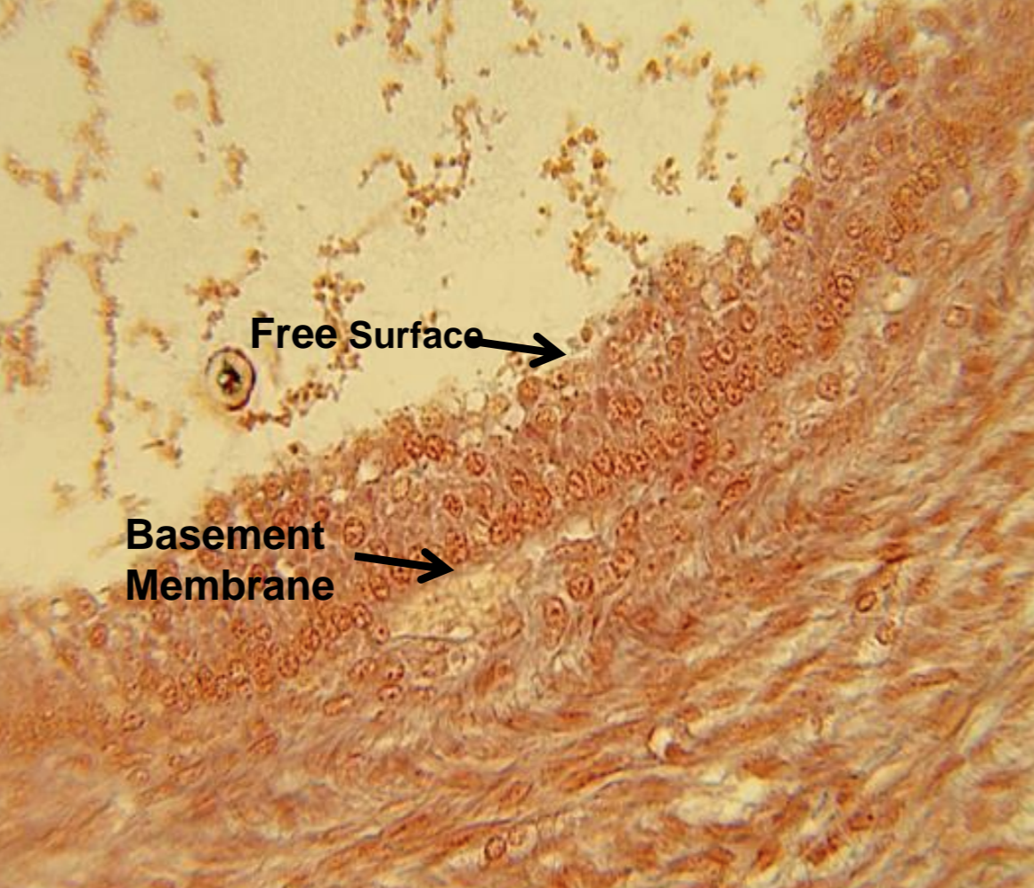 <p>what tissue is depicted in the image</p>