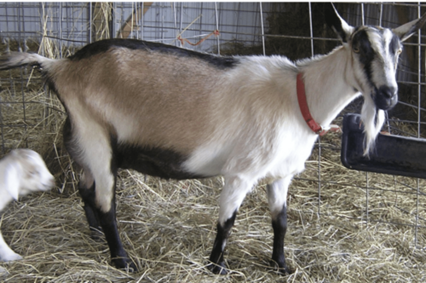 <p>a.Various color patterns</p><p>b.Good milkers</p>