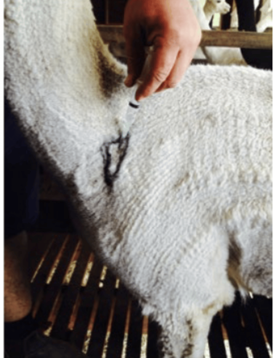 <p>Use sheep 5-in-1/6-in-1</p><p>- 2 doses 4-6 weeks apart then 6 month booster</p>