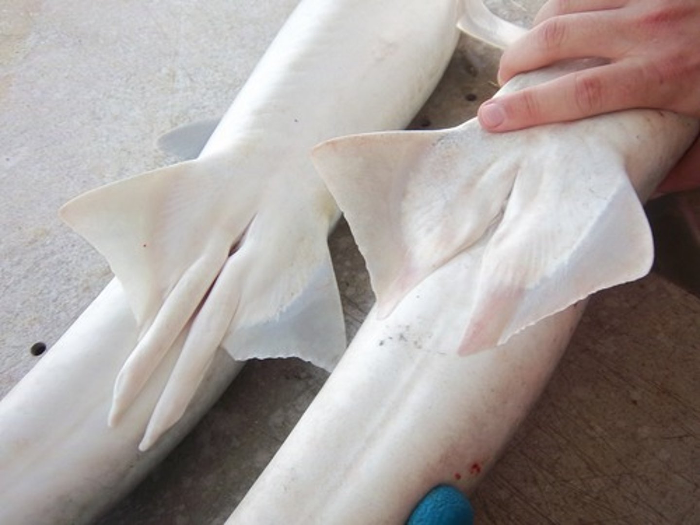 <p>modified pelvic fins that the male uses to transfer sperm into the female's body.</p>