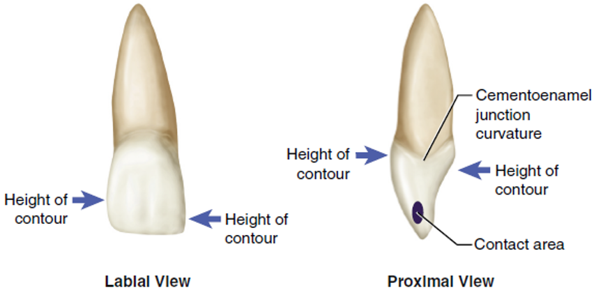 <p>Located in the cervical third when viewed from the proximal surfaces.</p>