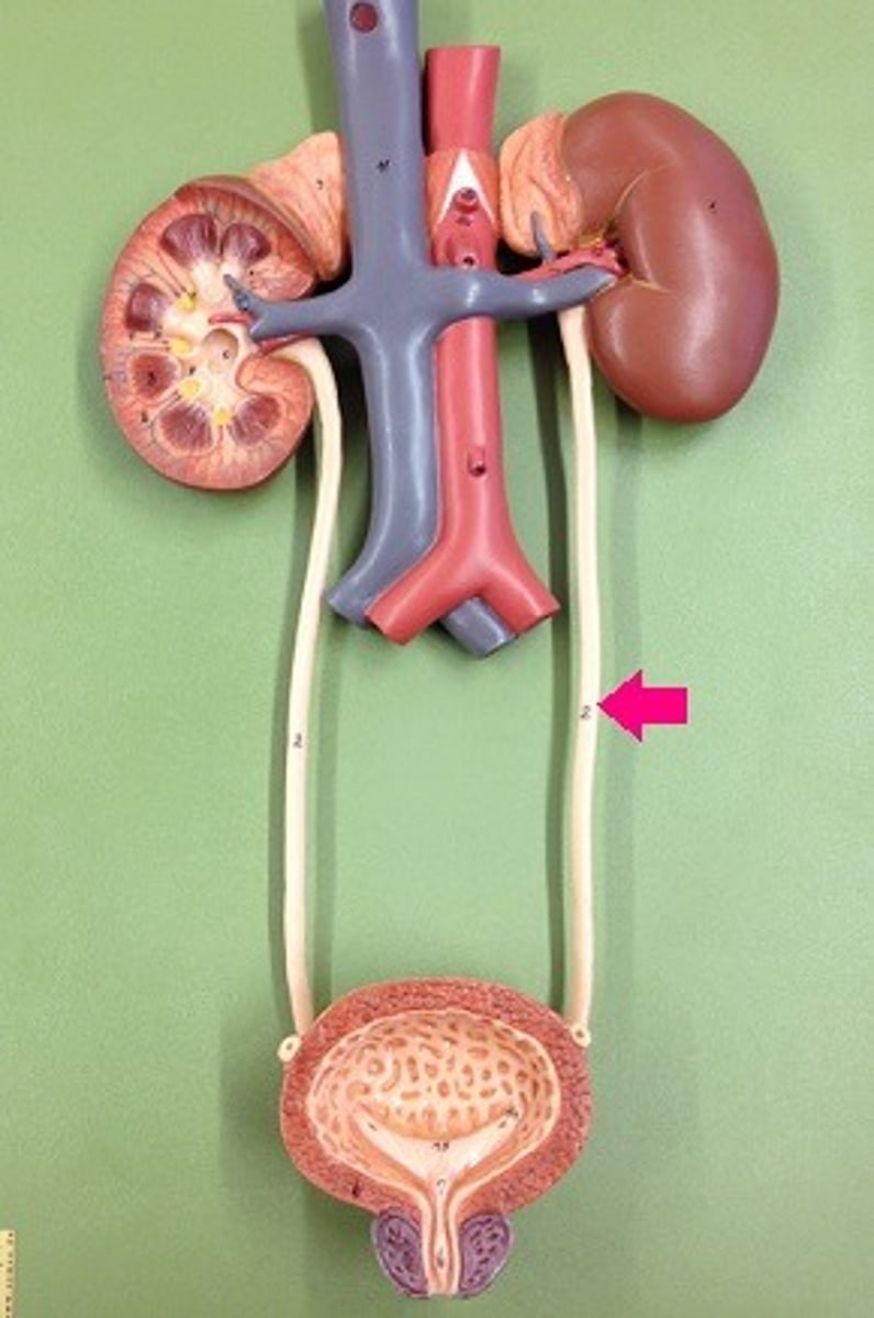 <p>deliver urine from the kidneys to the bladder<br><br>(tube behind bladder</p>