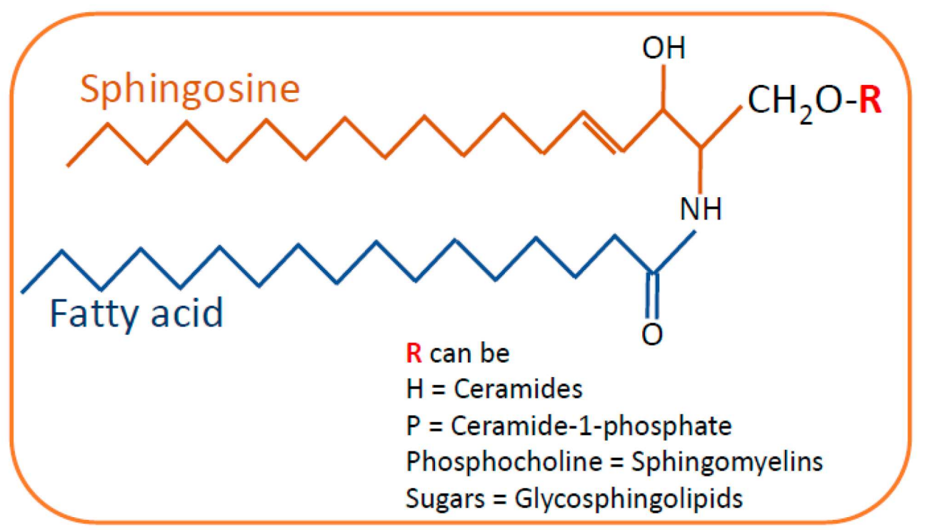 <p><strong>Sphingolipids</strong></p>
