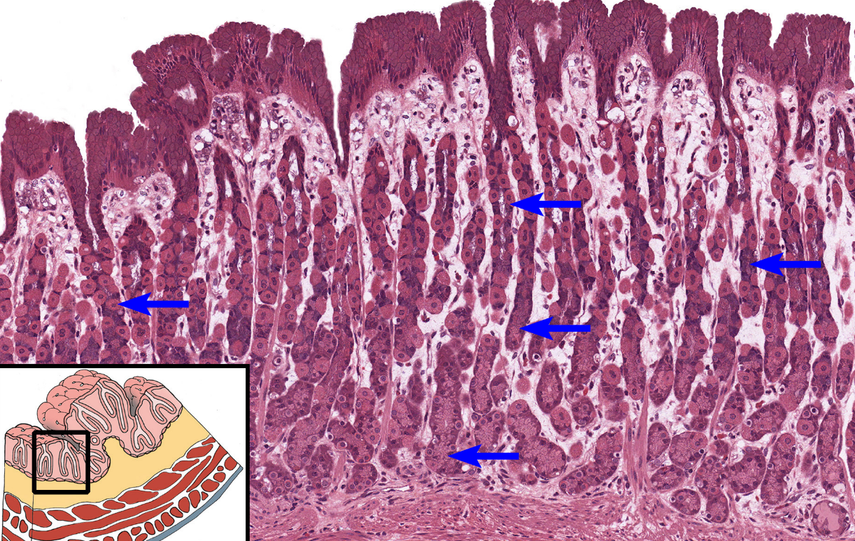 <p>region, identifies at sides of the pits but also occurs within lamina propria</p>