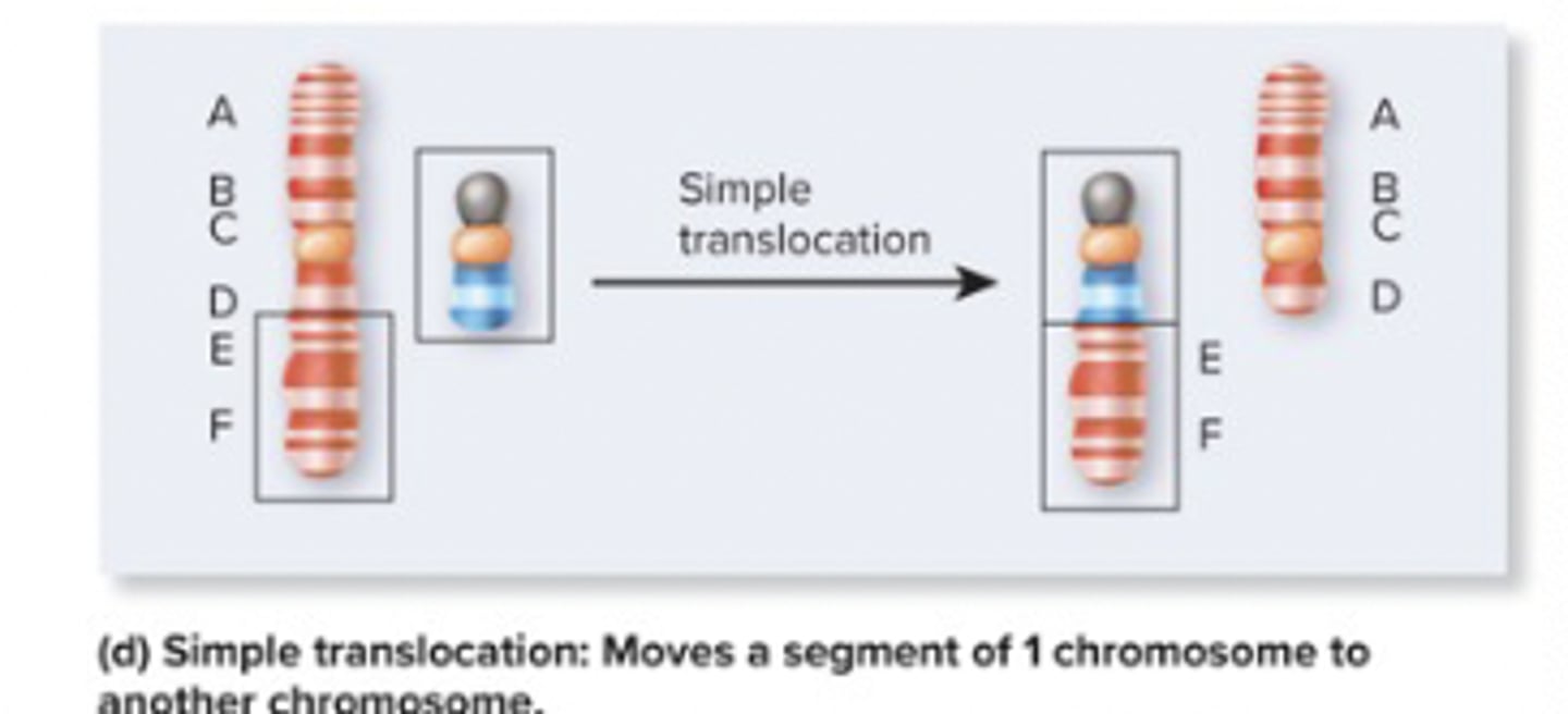 <p>(1) the phenomenon in which one segment of a chromosome breaks off and becomes attached to a different chromosome or a different part of the same chromosome</p><p></p><p><em>chromosomal rearrangement- does not change the total amount of genetic material</em></p>