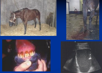 <ul><li><p>Common</p></li><li><p><span style="background-color: transparent;"><strong>Et:</strong> bacti, viral, grain overload, antibiotics </span></p><ul><li><p><span style="background-color: transparent;">LPS translocation (100%), bacti translocation (30%)</span></p></li></ul></li><li><p><span style="background-color: transparent;"><strong>Cs: </strong>fever, tachycardia, injected MM, </span><span style="background-color: transparent; color: red;"><strong>diarrhea (cowpie → watery → hemorrhagic),</strong></span><span style="background-color: transparent;"><strong> </strong></span><span style="background-color: transparent; color: red;"><strong>hypovolemia, shock</strong>, <strong><u>PLE, endotoxemia,</u></strong> acute fibrinous necrotizing colitis</span></p><ul><li><p><span style="background-color: transparent; color: red;"> laminitis,</span><span style="background-color: transparent;"> renal failure, bowel infarction, peritonitis, thrombophlebitis</span></p></li></ul></li><li><p><span style="background-color: transparent;"><strong>Dt: </strong>hemoconcentration, </span><span style="background-color: transparent; color: red;">left shift w/ toxic chnage, </span><span style="background-color: transparent;">thrombocytopenia, azotemia, acidosis, <strong>↓ </strong>protein</span></p></li><li><p><span style="background-color: transparent;"><strong>Tx:</strong></span><span style="background-color: transparent; color: red;"><strong><u> Fluids,</u></strong> Flunixin, Antibiotics, polymyxin B, plasma, smectite, metronidazole,</span><span style="background-color: transparent;"> bismuth, </span><span style="background-color: transparent; color: red;">digital hypothermia,</span><span style="background-color: transparent;"> frog support, sand bedding,</span><span style="background-color: transparent; color: red;"> transfaunation, </span><span style="background-color: transparent;">hay</span></p></li></ul><p></p>