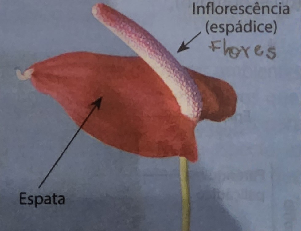 * proteção
* atração de polinizadores