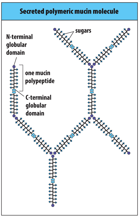 <p><span>mucin; sialic acid</span></p>