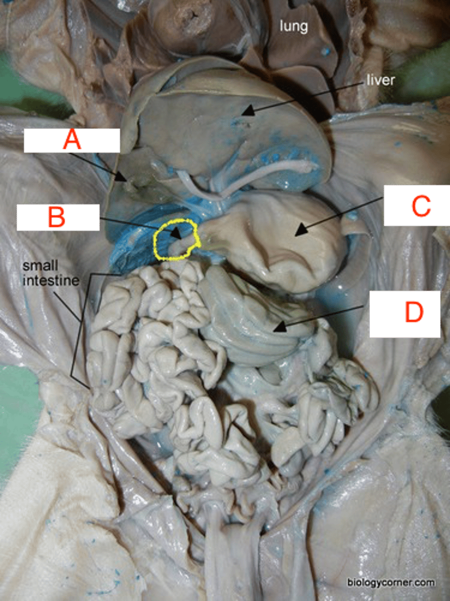 <p>name structure B</p>