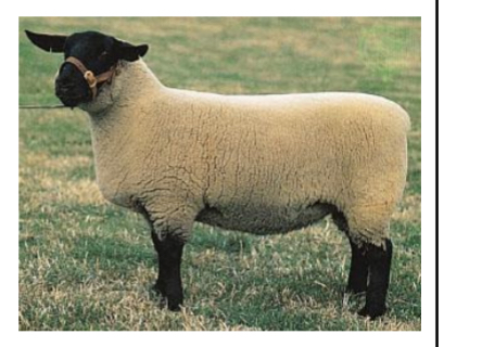 <p>SHEEP BREEDS: what is the breed, origin, color, horns, and traits?</p>