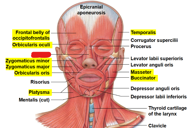 <p>What muscle is this?</p>