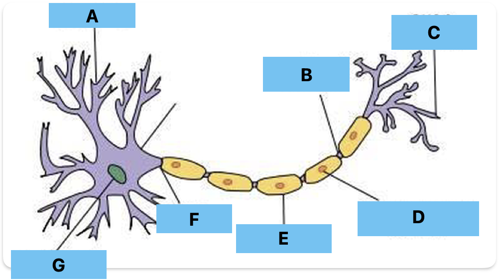 <p>Label A-G </p>