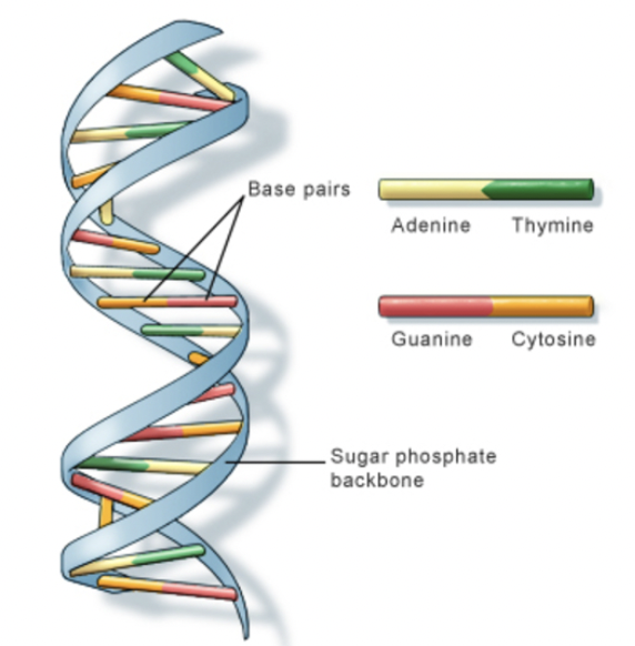 <p>DNA (Deoxyribonucleic Acid)</p>
