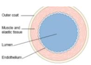 <ul><li><p>low pressure</p></li><li><p>thin wall that can be compressed</p></li><li><p>wide lumen</p></li><li><p>tunica intima, endothelium of smooth squamous epithelium</p></li><li><p>tunica media, thin layer of smooth muscle and elastic fibres</p></li><li><p>tunica externa, less collagen</p></li><li><p>semilunar valves to prevent back Flow</p></li></ul>