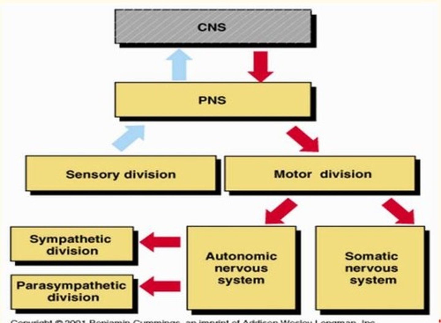 <p>PNS = sensory division + motor division</p><p>Motor division = somatic (voluntary) + autonomic (involuntary)</p><p>ANS = sympathetic (speeds up) + parasympathetic (slows)</p>