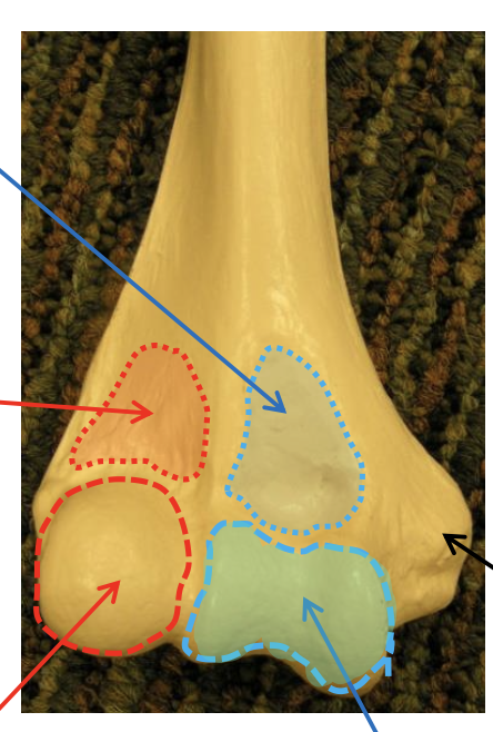 <p>Name the highlighted (teal, lower) region.</p>