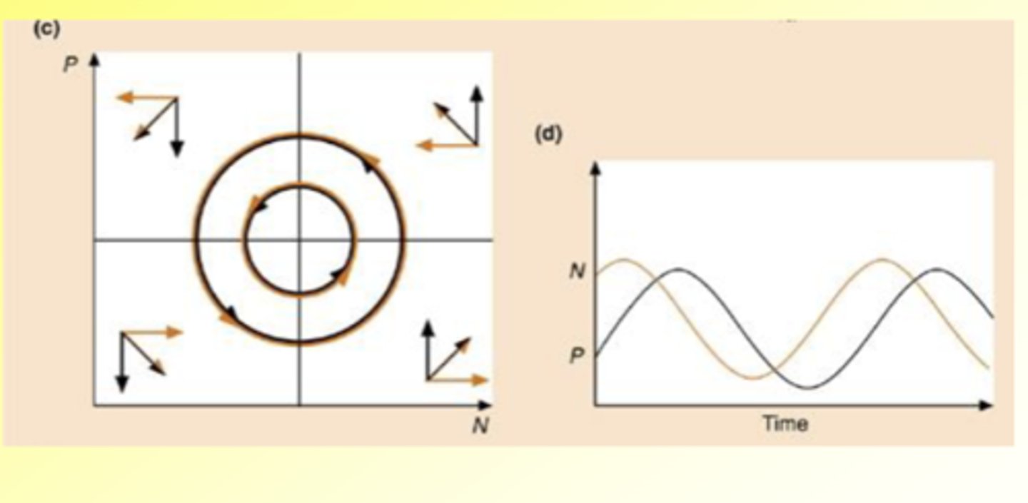 <p>Coupled oscillations, with predator lagging behind prey</p><p>1st shows prey and predator</p><p>2nd shows against time</p>
