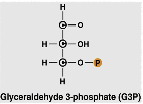 <p>reduction and sugar production</p>
