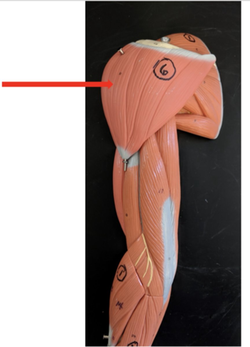 <p>what is this?</p>