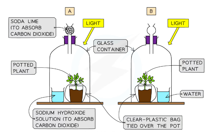 <ul><li><p>Destarch two plants by placing in dark for 24hrs</p></li><li><p>Put one plant in bell jar containing a beaker of sodium hydroxide (absorb CO₂ from air)</p></li><li><p>Place other plant in bell jar containing beaker of water (control experiment), which won’t absorb CO₂ from air</p></li><li><p>Place both plants in bright light for several hours</p></li><li><p>Test both plants for starch using iodine</p></li><li><p>Leaf from plant placed near sodium hydroxide remains orange-brown (no PSN due to lack of CO₂)</p></li><li><p>Leaf from plant placed near water turns blue-black (had all requirements for PSN)</p></li></ul>