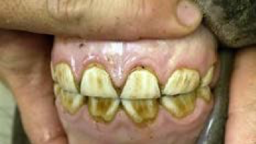 Equine Dental Formulas incisors
upper/lower