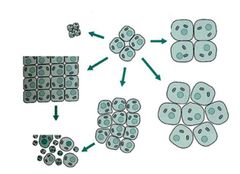 <p>Increase in the number of cells</p>